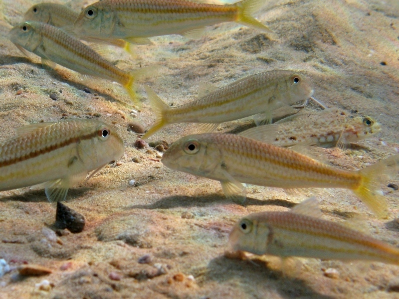 Mullus barbatus vs. Mullus surmuletus